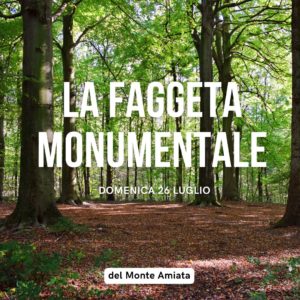La faggeta monumentale del Monte Amiata