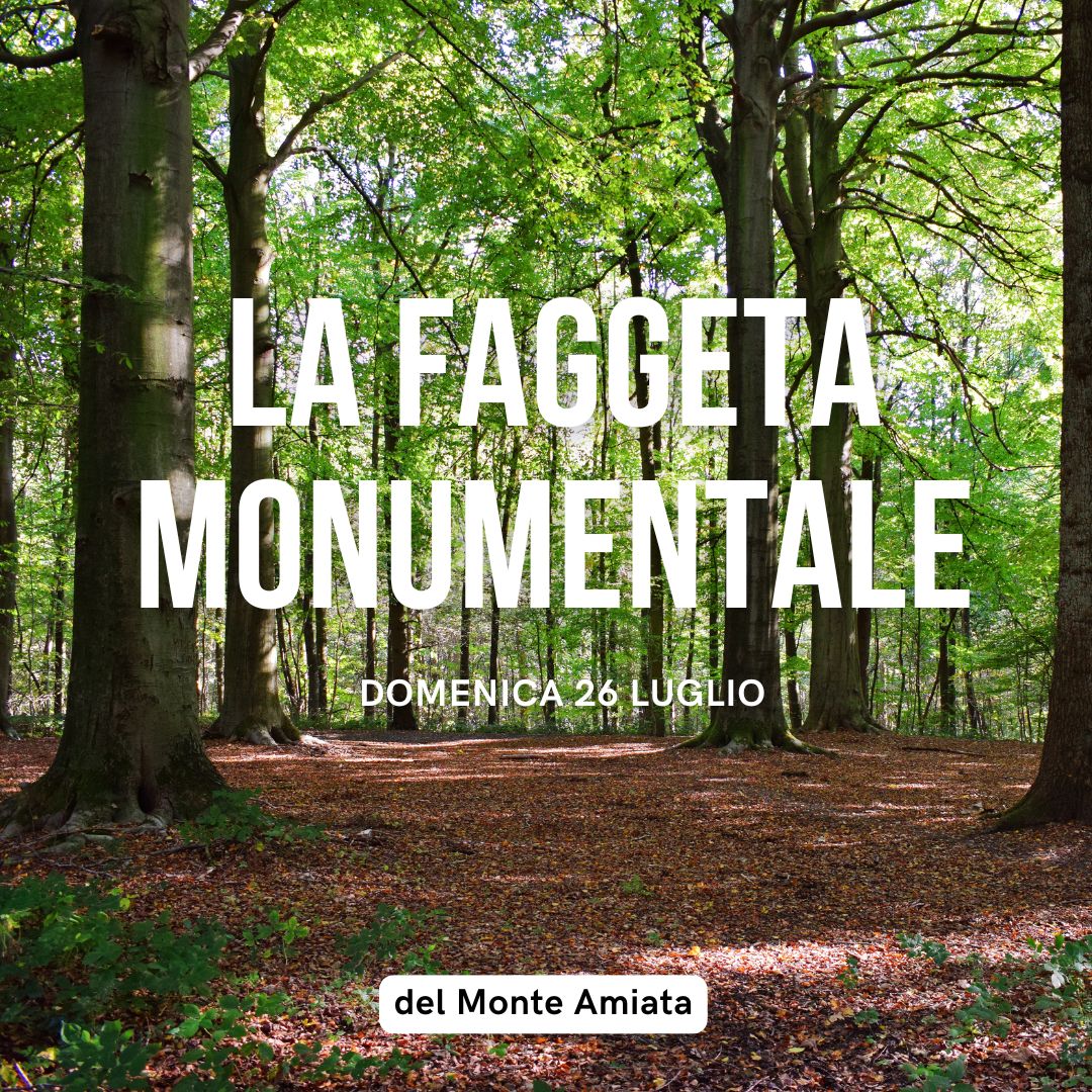 La faggeta monumentale del Monte Amiata